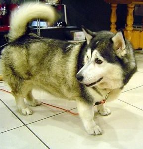 Corgi Husky Mix