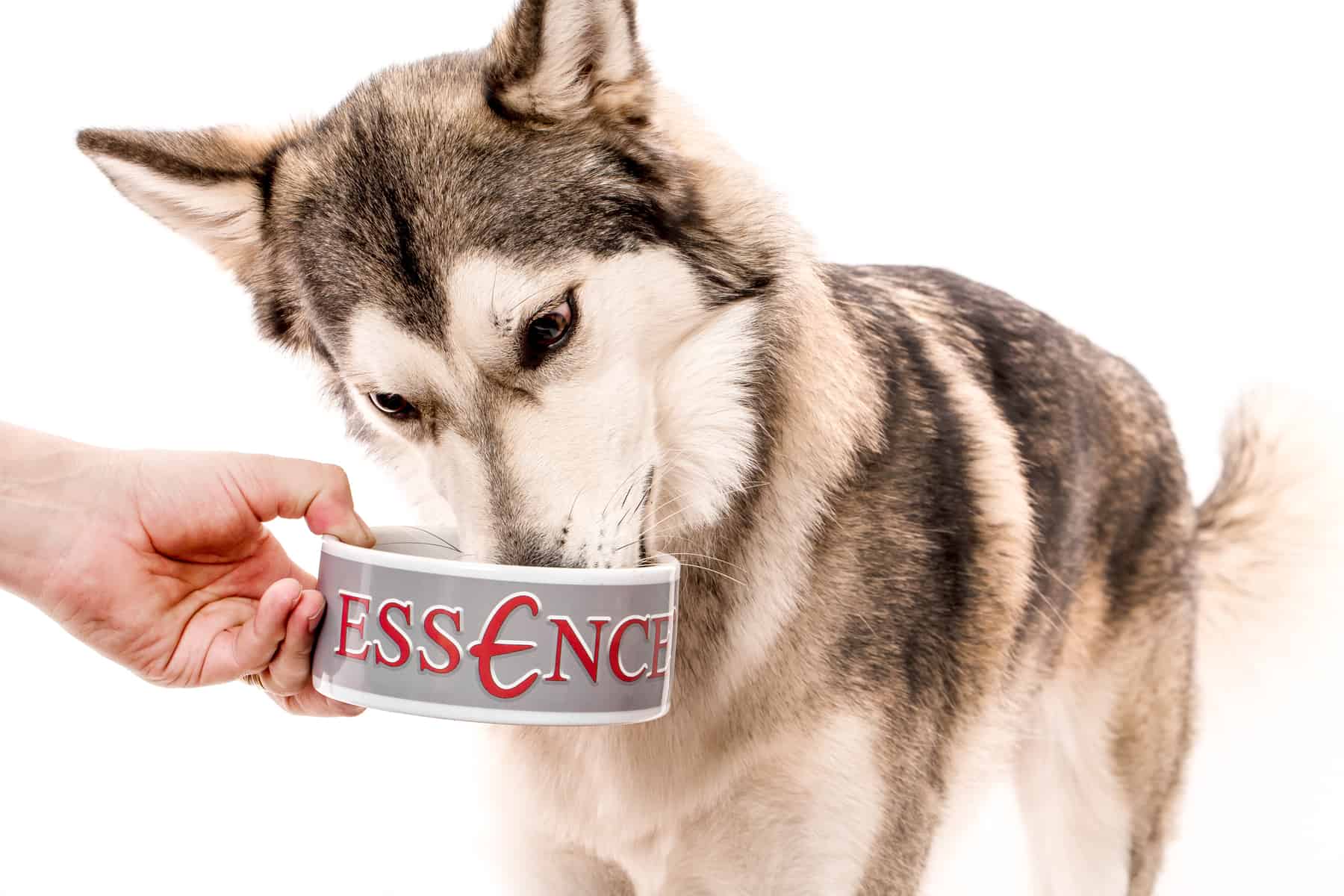 A husky enjoying a can of wet Essence dog food