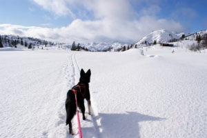 Husky in Cold