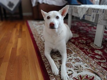 Husky Lab Mix