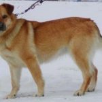 husky lab mix