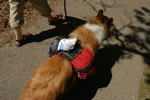 Husky with backpack