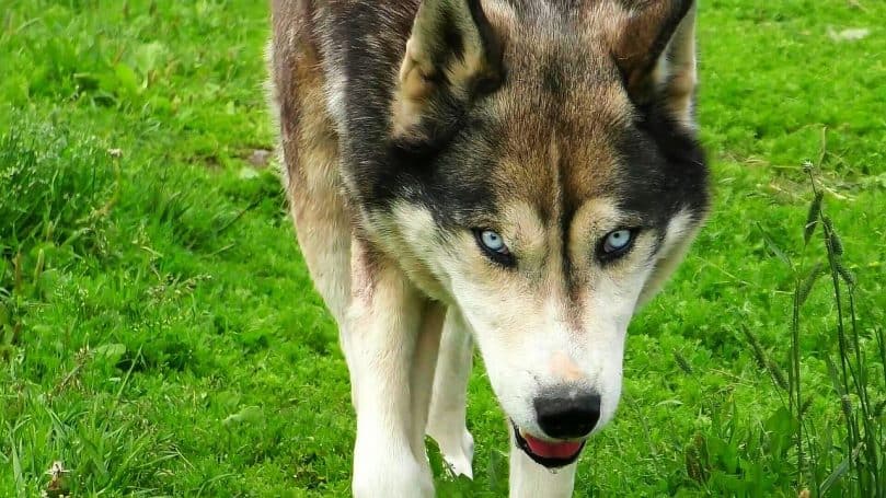 Husky Wolf walking on grass