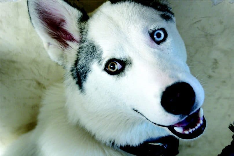 Husky Wolf with different eyes