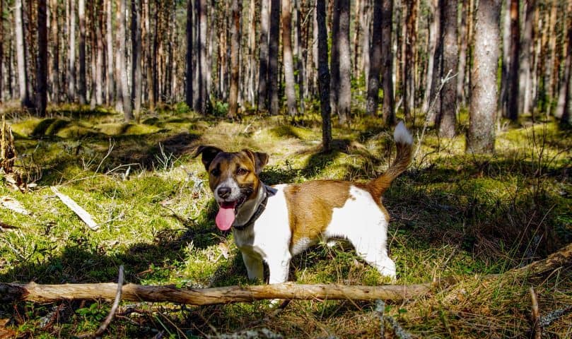 Jack Russell Terrier playing in the woods