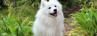 japanese_spitz_sitting