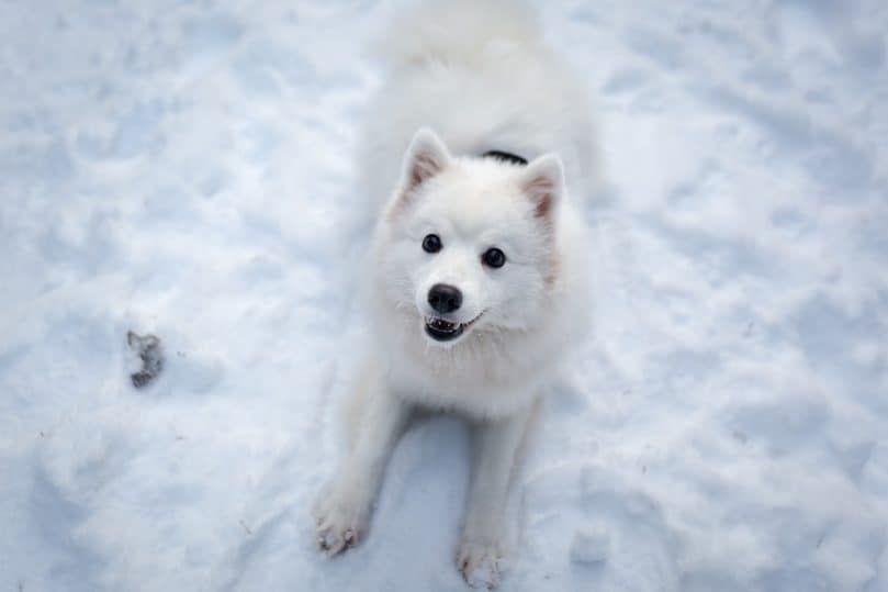 japanese_spitz_winter