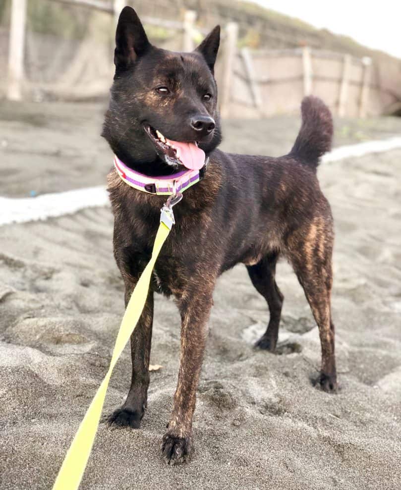 Kai Ken out for a walk on the beach standing in the sand