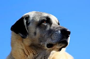 Kangal Dog