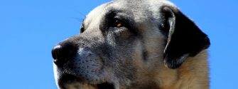 portrait of Kangal dog