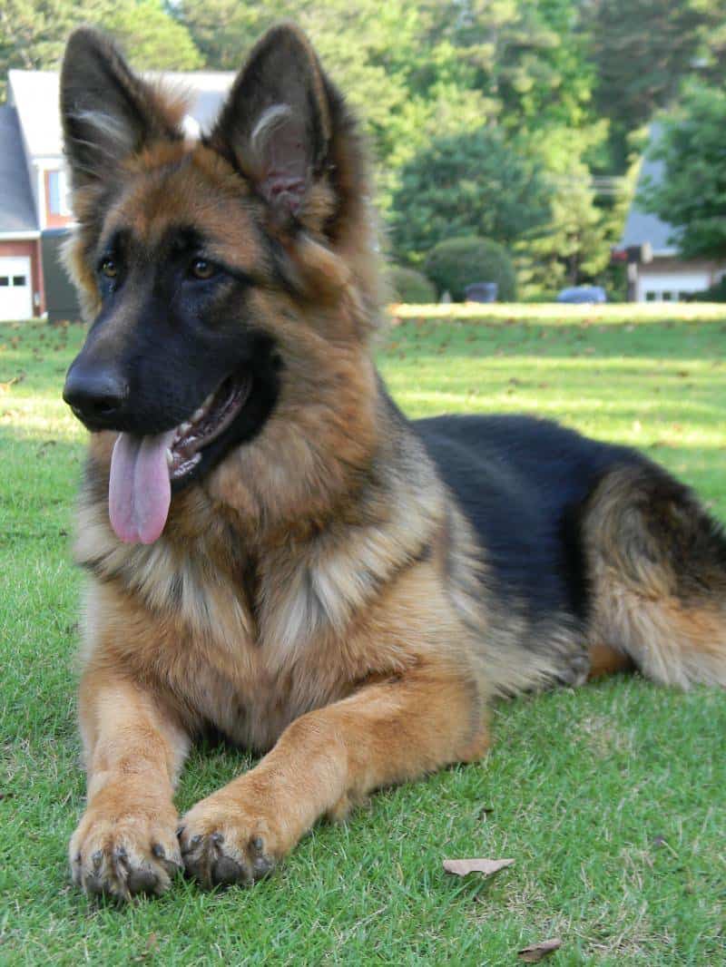 king shepherd lies on the grass