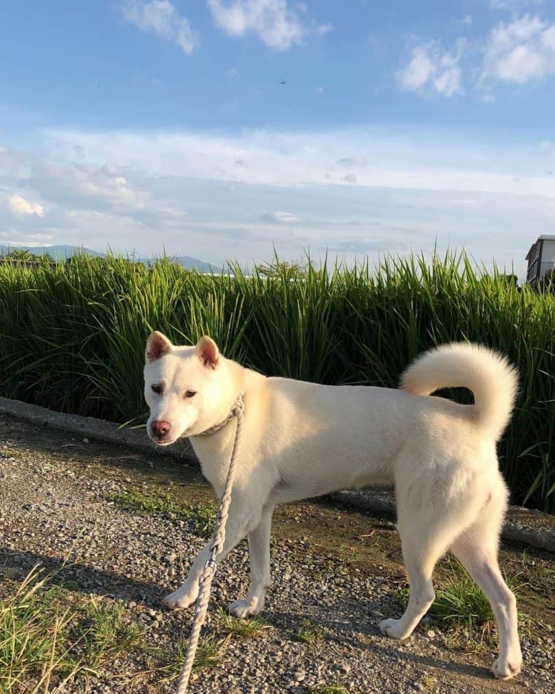 All-white Kishu going for a walk outside in the sunshine