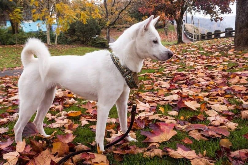 Kishu dog outside in the leaves