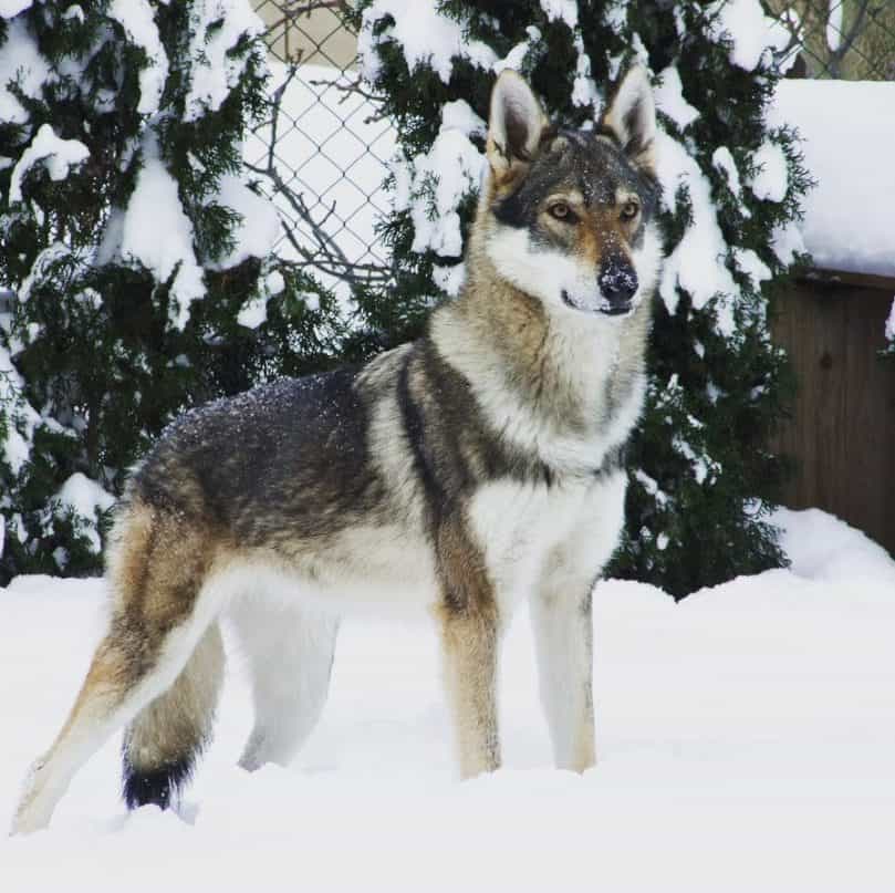 Kugsha dog in the snow