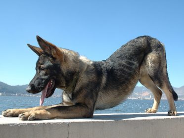 Kinming Wolfdog on Roof Ledge