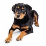 Cute Rottweiler and Labrador mixed breed puppy laying down on a white background