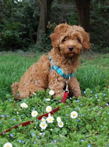 Australian Labradoodle sitting in flowers