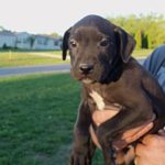 labrador boxer mix