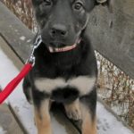 labrador german shepherd mix