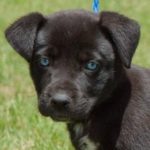 labrador husky mix