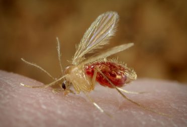 Female phlebotomine sandfly carrying Leishmaniasis