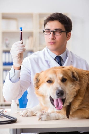 Doctor examining golden retriever dog in vet clinic