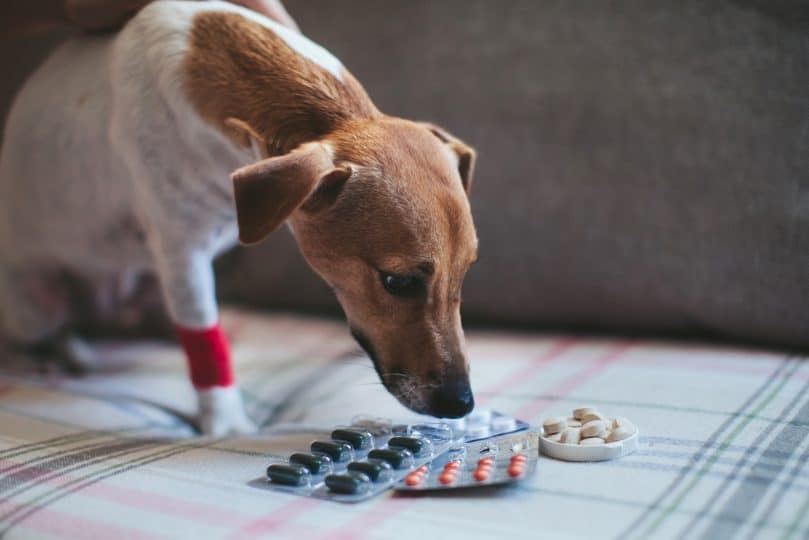 Dog with Leishmaniasis looking at his medication