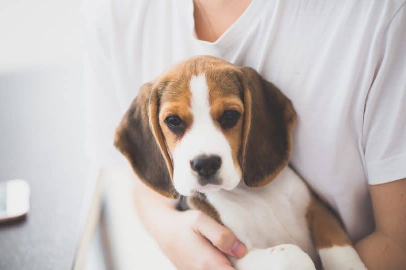 lemon beagle pup being carried