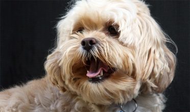 Lhasa Aspo Poodle Mix