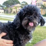 Black Lhasa Poo sticking its tongue out