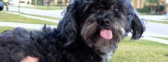 Black Lhasa Poo sticking its tongue out