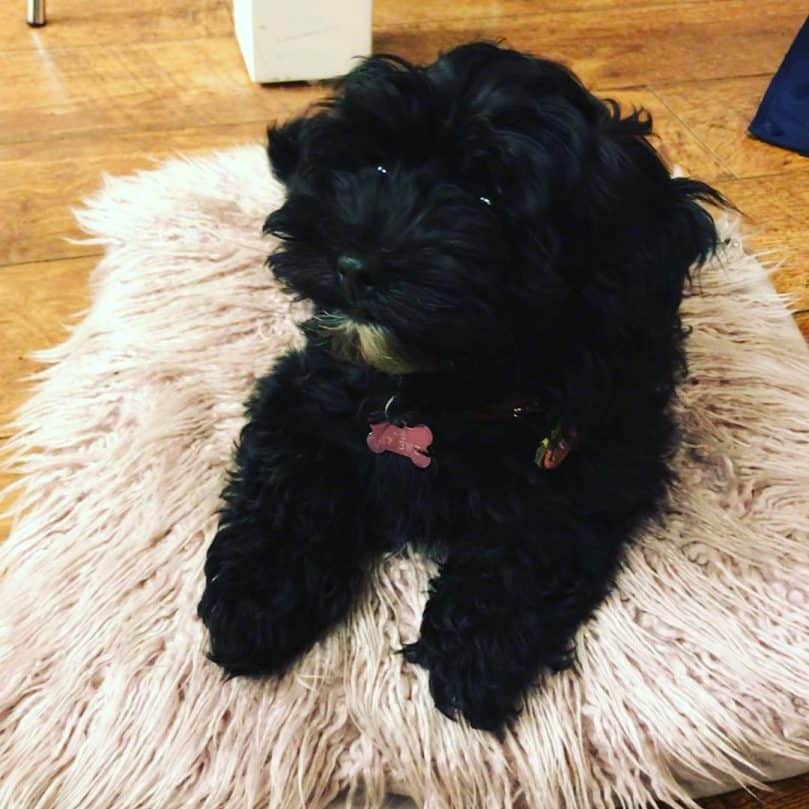 Lhasa Apso Poodle Mix laying on a rug