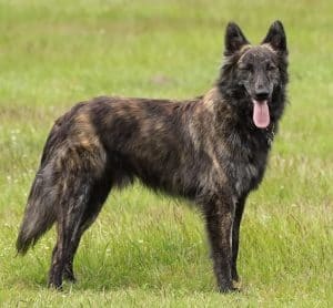 Long-Haired Dutch Shepherd