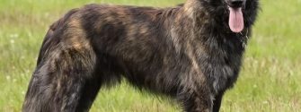 Long-Haired Dutch Shepherd