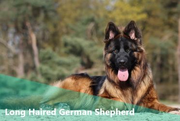 Long Haired German Shepherd