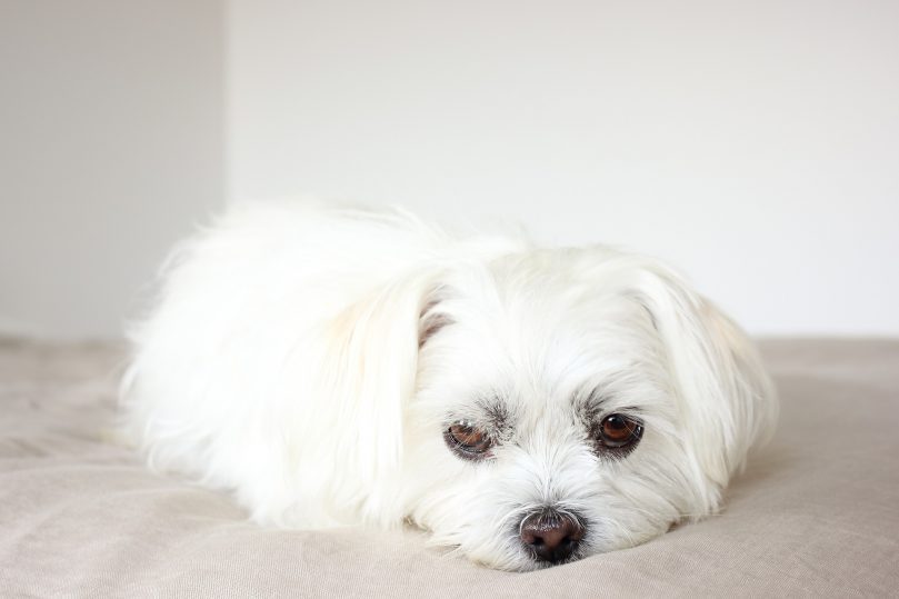 Maltese Shih Tzu