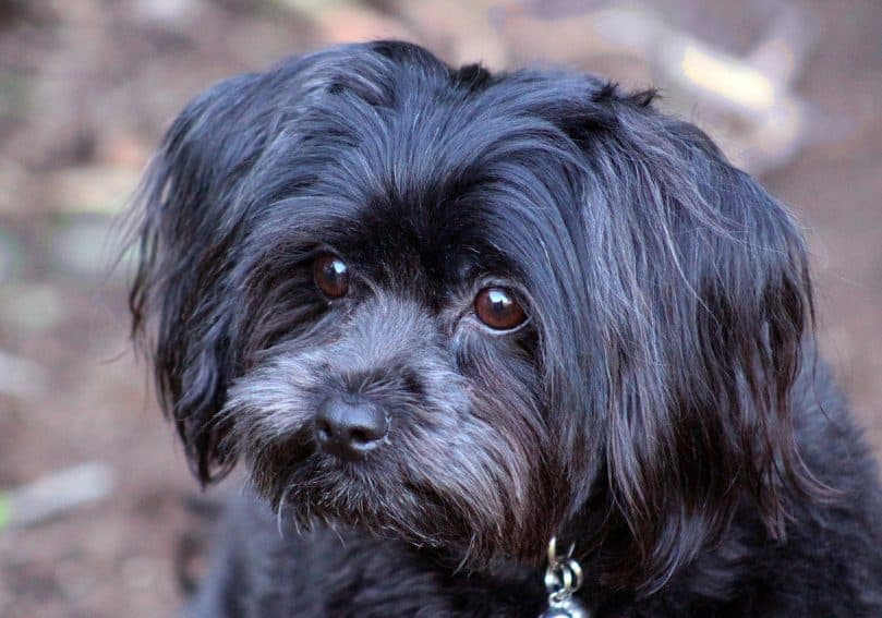 Maltese Shih Tzu