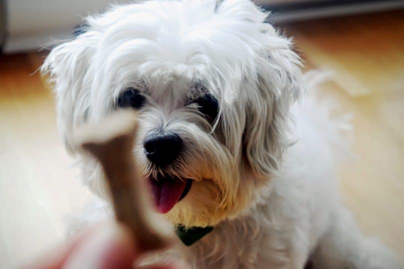 Maltese Shih Tzu with food bone