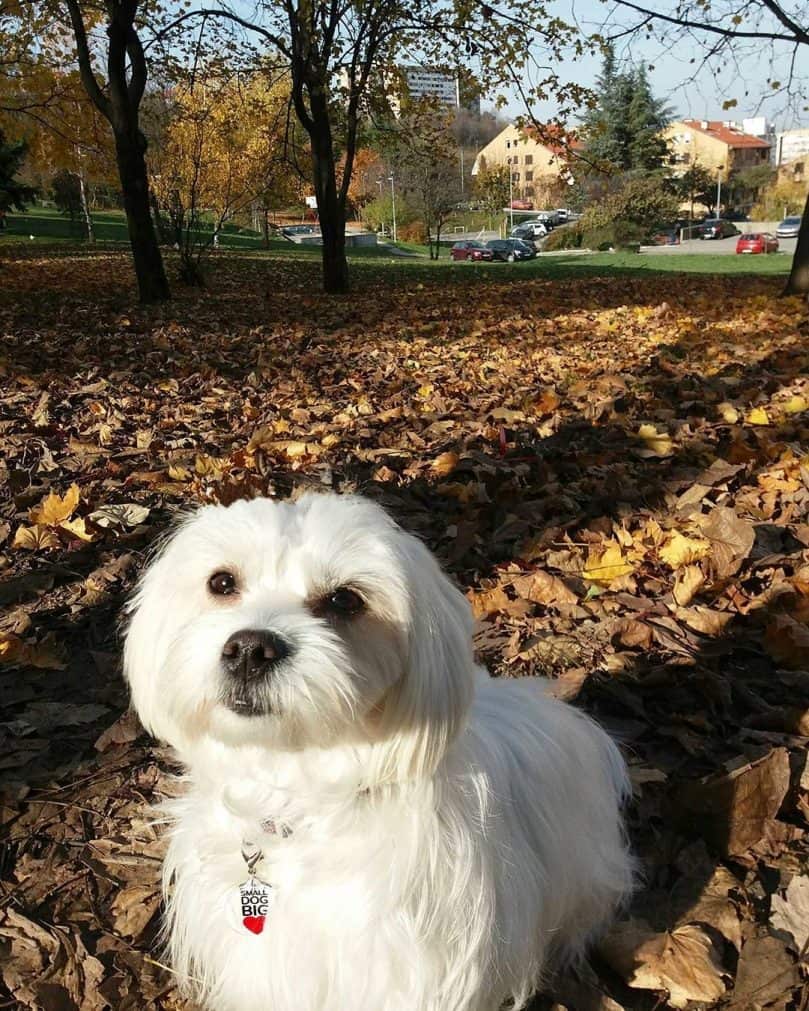 Maltese Shih Tzu in the park