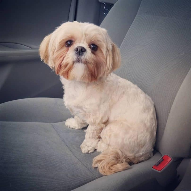 Maltese Shih Tzu riding in the car