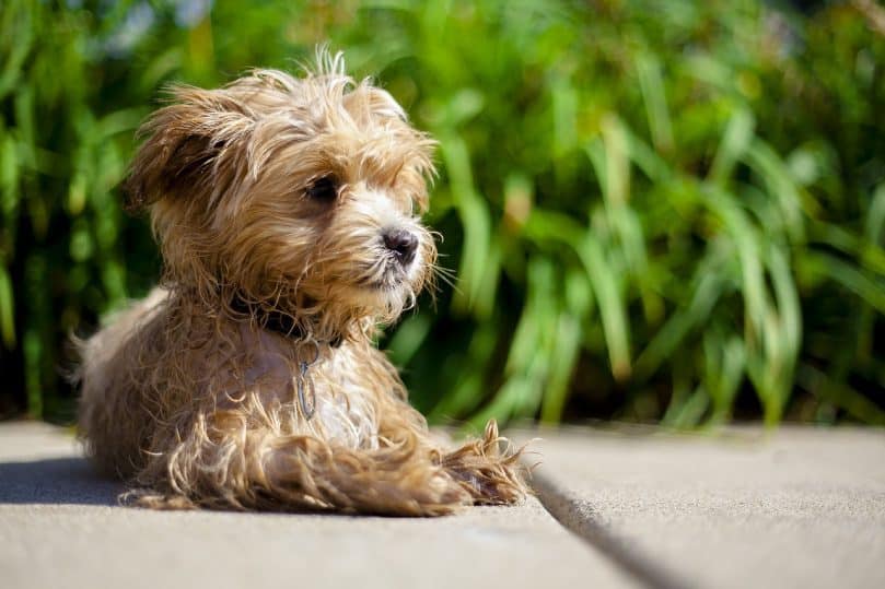 Maltipoo laying down outside