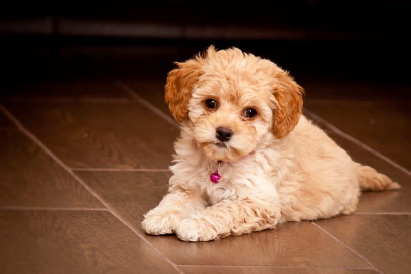 Maltipoo puppy laying down