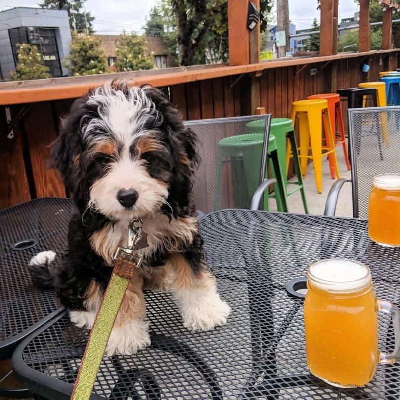 Mini Bernedoodle sitting on the table next to beer