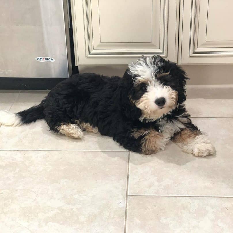 Mini Bernedoodle lying on the floor in the kicthen