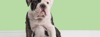 Mini english bulldog in a living room setting with a mint green wall background