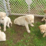 mini golden retriever