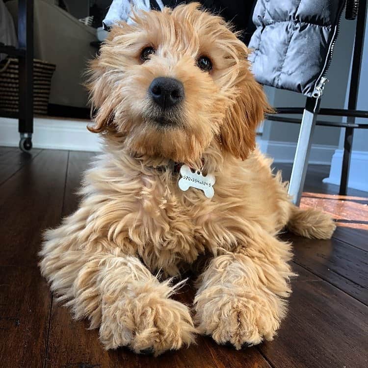 Mini Goldendoodle lying on the floor at home