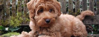 Mini Labradoodle laying on a bench