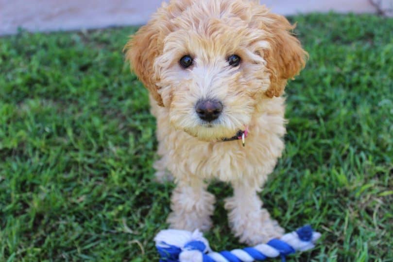 Mini Labradoodle on the grass