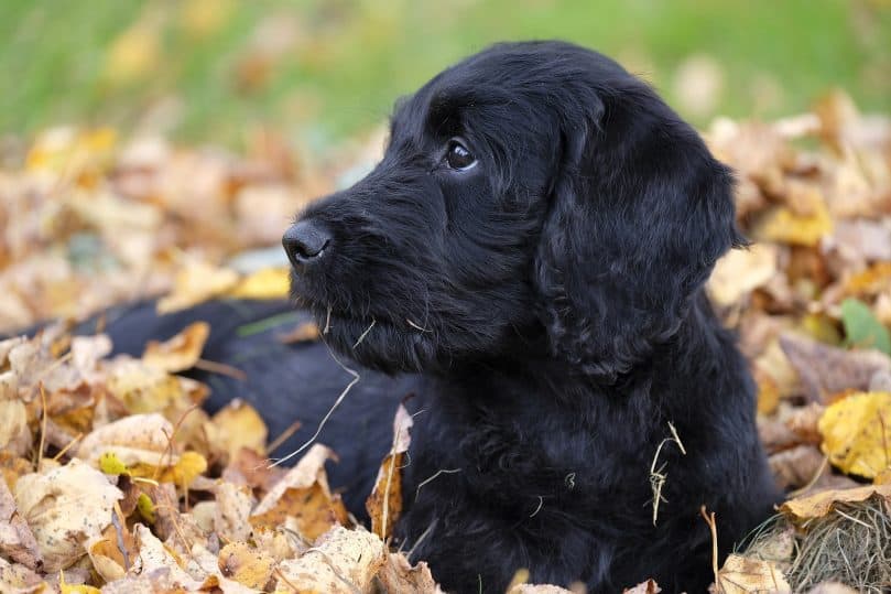 Mini Labradoodle in the leaves